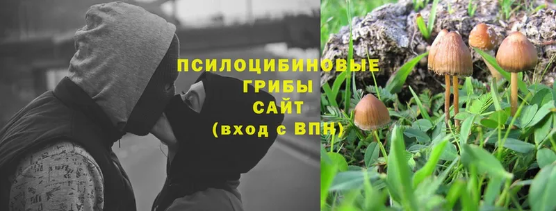 Псилоцибиновые грибы Magic Shrooms  купить наркотики сайты  Балей 